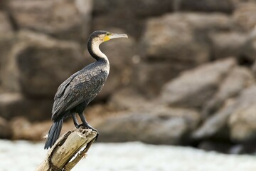 White-breasted cormorant (Phalacrocorax lucidus), Lake Baringo, Kenya, Africa