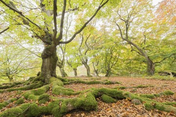 Old beeches (Fagus sylvatica) with mossy roots, Wood pasture beeches, pastoral forest Haloh, Hesse, Germany, Europe
