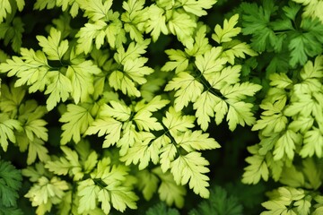 Fototapeta premium Lush green foliage with light yellow leaves, tightly packed, creating a vibrant natural texture.