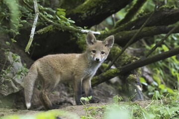 Fox (Vulpes vulpes), puppy, Hesse, Germany, Europe