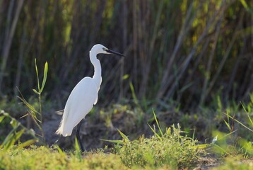 Little Egret (Egretta garzetta), hunting at the bank slope of a canal, environs of the Ebro Delta Nature Reserve, Tarragona province, Catalonia, Spain, Europe