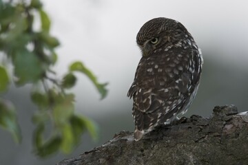 Little owl (Athene noctua), Emsland, Lower Saxony, Germany, Europe