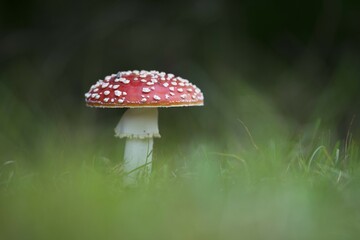 Fly agarics (Amanita muscaria), Emsland, Lower Saxony, Germany, Europe