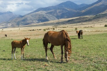 Mare with its foal, Gabagly national park, Shymkent, South Region, Kazakhstan, Asia