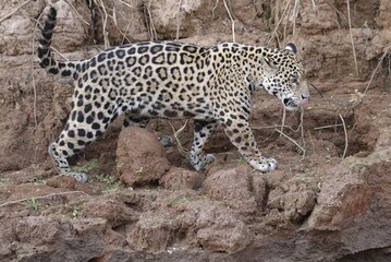 Young Jaguar (Panthera onca) walking on a riverbank, Cuiaba river, Pantanal, Mato Grosso, Brazil,...