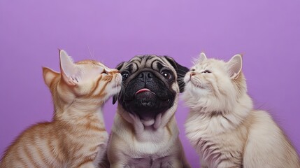 Obraz premium Two kittens and a puppy on a purple background.