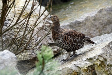 Black Grouse (Tetrao tetrix), hen, Alpine Zoo Innsbruck, Tyrol, Austria, Europe
