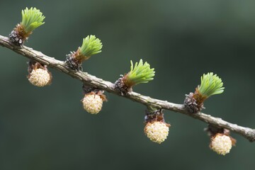 Male flowers of larch (Larix decidua), Emsland, Lower Saxony, Germany, Europe