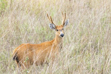 Marsh Deer (Blastocerus dichotomus), in high grass, Pantanal, Mato Grosso, Brazil, South America