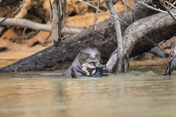 Giant Otter (Pteronura brasiliensis), feeding on a fish, endangered species, Pantanal, Mato Grosso, Brazil, South America