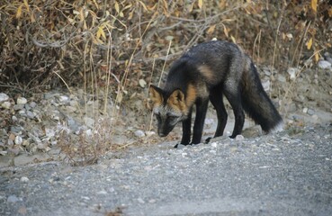 Beautifully colored red fox (Vulpes vulpes), Denali National Park, Alaska, USA, North America