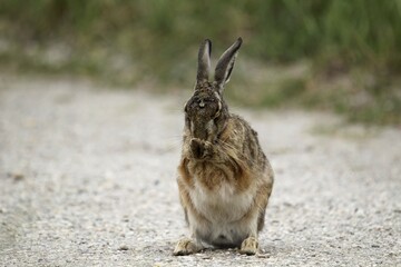 Hare (Lepus europaeus), grooming, Burgenland, Austria, Europe