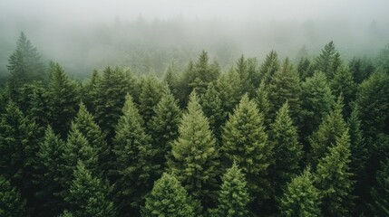 Obraz premium Misty evergreen forest aerial view, lush green trees.