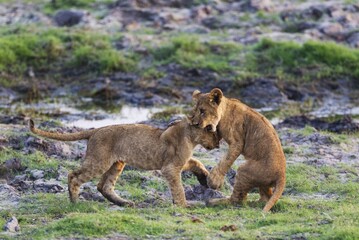 Lion (Panthera leo), two cubs play, early morning, Chobe National Park, Botswana, Africa
