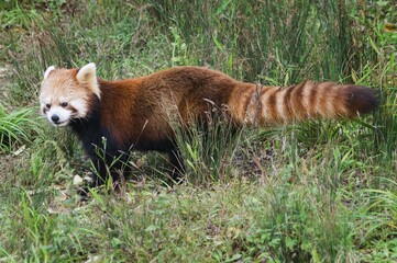 Red Panda (Ailurus fulgens), Sichuan Province, China, Asia