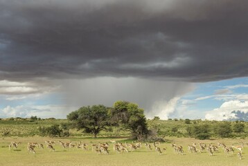 Fototapeta premium Springboks (Antidorcas marsupialis), large herd grazing in the Auob riverbed, camelthorn trees (Acacia erioloba), during the rainy season in green surroundings, cumulonimbus clouds and rain shower, Kalahari Desert, Kgalagadi Transfrontier Park, South Afri