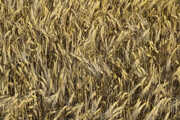 Ripe barley (Hordeum vulgare), barley field, Bavaria, Germany, Europe