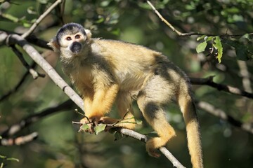 Squirrel monkeys (Saimiri sciureus) in the tree, captive, Germany, Europe
