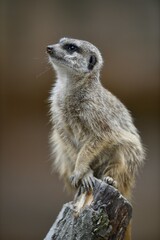 Meerkats (Suricata suricatta), kitten, vigilant, captive