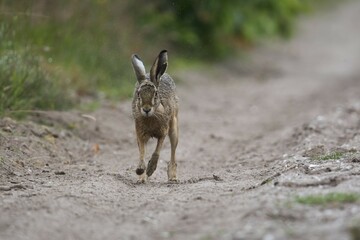 European hare (Lepus europaeus), running, Emsland, Lower Saxony, Germany, Europe