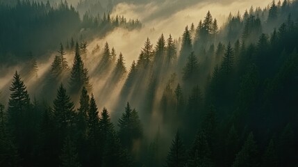 Sunbeams illuminate misty mountain forest at dawn.