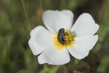 Cistus officinalis with rose beetle (Oxythyrea funesta), Mazzola, Corsica, France, Europe