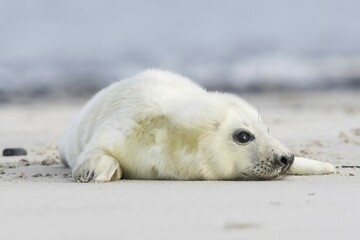 Newborn gray seal (Halichoerus grypus) lying on the beach, Heligoland, Schleswig-Holstein, Germany,...