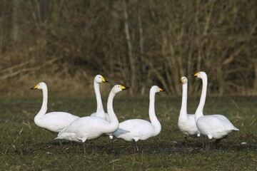 Whooper swans (Cygnus cygnus) on a field, winter visitors, Emsland, Lower Saxony, Germany, Europe