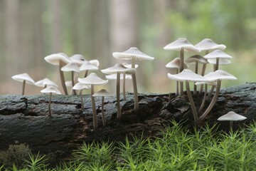 Mycena (Mycena sp.), Emsland, Lower Saxony, Germany, Europe