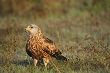 Red kite (Milvus milvus), adult in the grass with morning dew, Allgäu, Bavaria, Germany, Europe