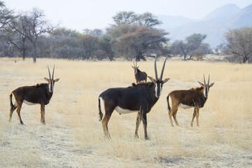Sable antelope (Hippotragus niger), buck with females, Okapuka Ranch, Windhoek district, Namibia, Africa