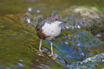 White-throated dipper (Cinclus cinclus), young bird, not yet fully coloured, Germany, Europe