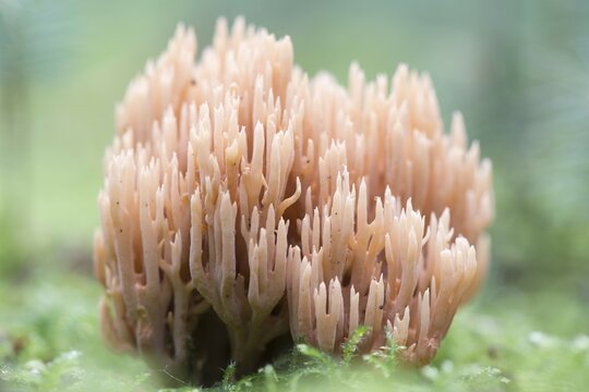 Ramaria eumorpha, Emsland, Lower Saxony, Germany, Europe