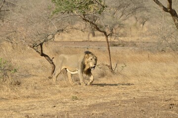 Asiatic Lion (Panthera leo persica), male, Gir Interpretation Zone, Gir Forest National Park, Gir...