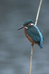 Kingfisher (Alcedo atthis), Emsland, Lower Saxony, Germany, Europe