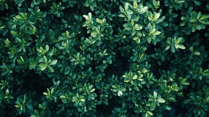 Obraz premium Lush green foliage overhead shot, dense leaves, vibrant texture.