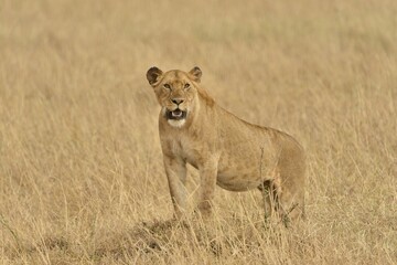 Lioness (Panthera Leo), Massai Mara, Rift Valley Province, Kenya, Africa