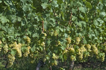 Fototapeta premium White grapes on vines, Kenzingen-Hecklingen, Baden-Württemberg, Germany, Europe