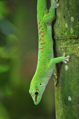 A Madagascar day gecko (Phlsuma Madagascariensis) in bright green with red spots hangs upside down on a tree trunk, Zurich Zoo, Canton Zurich Switzerland