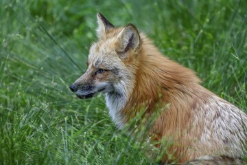 Red fox (Vulpes vulpes) lurking in a meadow, animal portrait, Parc Animalier de Sainte-Croix, Natural Park, near Rhodes, Moselle, Lorraine, France, Europe