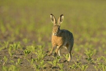 Running hare (Lepus europaeus) in a field, North Rhine-Westphalia, Germany, Europe