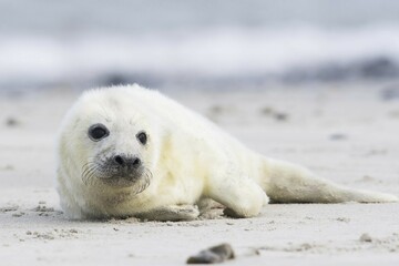 Newborn gray seal (Halichoerus grypus) lying on the beach, Heligoland, Schleswig-Holstein, Germany, Europe © Erhard Nerger/imageBROKER