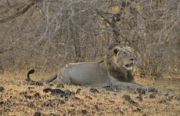 Asiatic Lion (Panthera leo persica), male, Gir Forest National Park, Gir Sanctuary, Gujarat, India, Asia