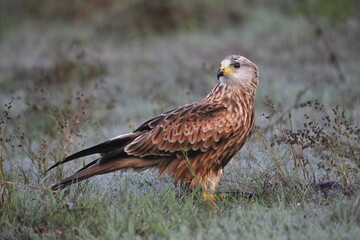 Red kite (Milvus milvus), adult in the grass with morning dew, Allgäu, Bavaria, Germany, Europe