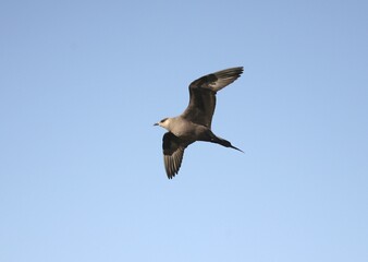 Flying Arctic Skua (Stercorarius parasiticus), north of Norway