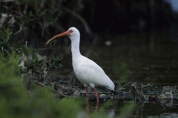 American White Ibis (Eudocimus albus), Florida, USA, North America