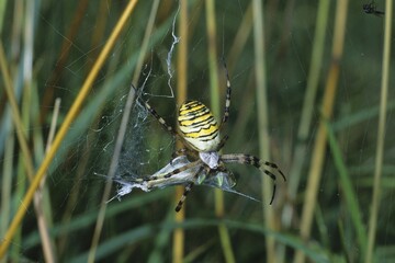 Wasp Spider (Argiope bruennichi) enveloping a grasshopper, prey