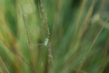 Emerald Damselfly (Lestes sponsa) on a blade of grass, Großes Veen, North Rhine-Westphalia, Germany, Europe
