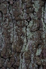 Oak tree bark (Quercus)