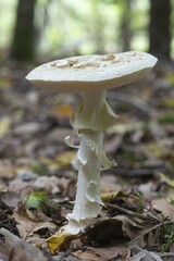 False death cap (Amanita citrina), Emsland, Lower Saxony, Germany, Europe